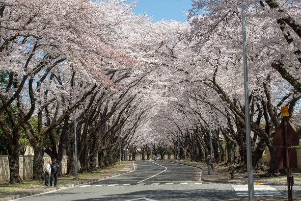 Cherry blossoms are in full bloom along McGuire Avenue at Yokota Air Base, Japan, March 30, 2018