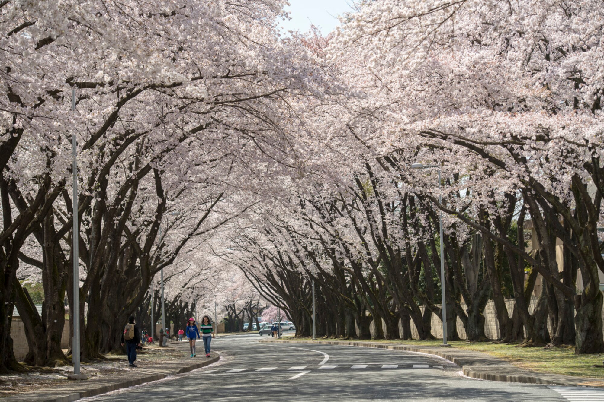 Cherry blossoms are in full bloom along McGuire Avenue at Yokota Air Base, Japan, March 30, 2018