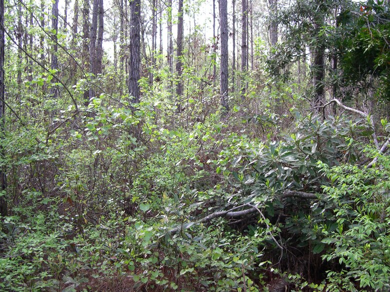 Fairlawn Plantation