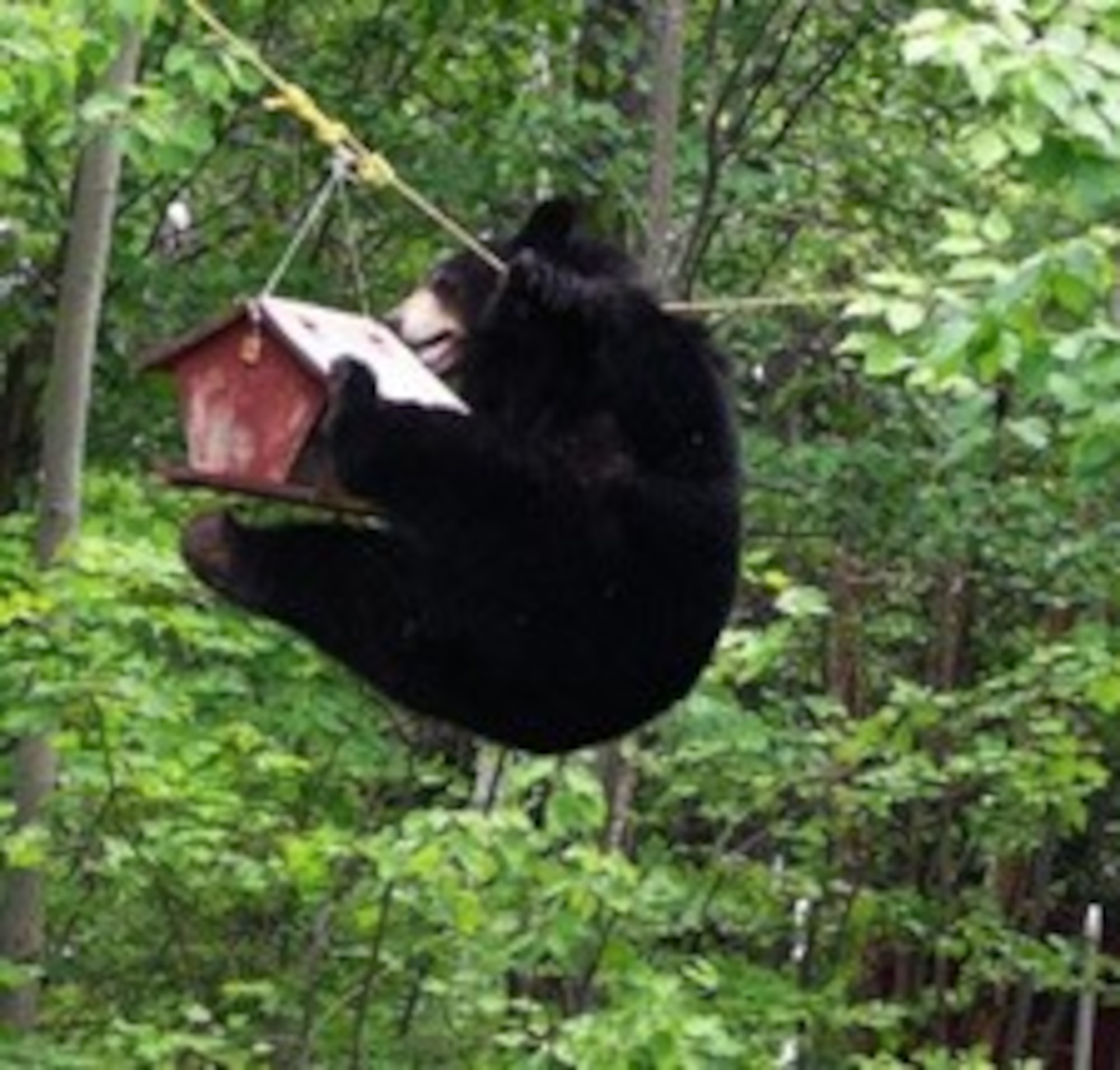 It’s time to take down your bird feeders and clean up trash around your home and neighborhood. With all the sunshine and warmth starting to melt the snow, bears are starting to emerge from dens.