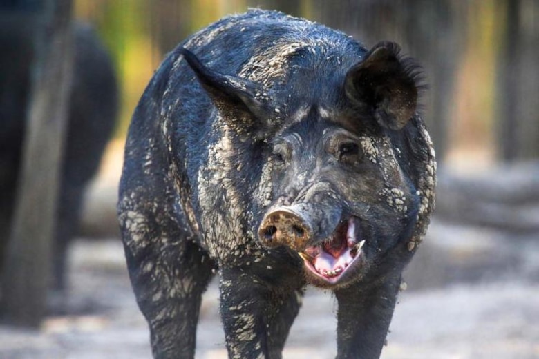 The Kansas City District is a member of the Missouri Feral Hog Partnership, comprised of multiple resource agencies and private land owners, led by the Missouri Department of Conservation and U.S. Department of Agriculture Animal and Plant Health Inspection Service. The goal is to eradicate feral hogs from Missouri.