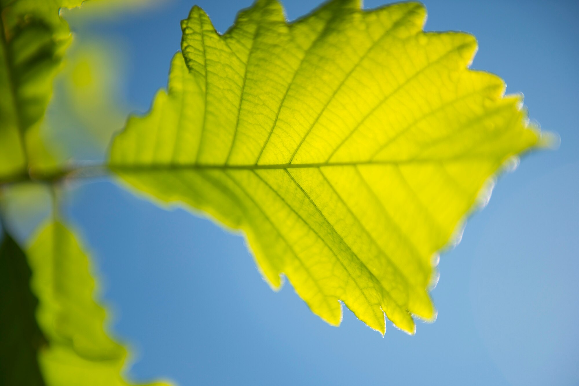 A leaf hangs from an oak tree during a tree planting celebration on Arbor Day, April 27, 2018, at Moody Air Force Base, Ga. Moody annually celebrates the holiday which encourages the benefits of planting trees. For 19 years the base has been a part of the Tree City USA Program by the National Arbor Day Foundation, to better prepare for the future of caring for their Airmen through improved ecological sustainability. (U.S. Air Force photo by Airman 1st Class Erick Requadt)