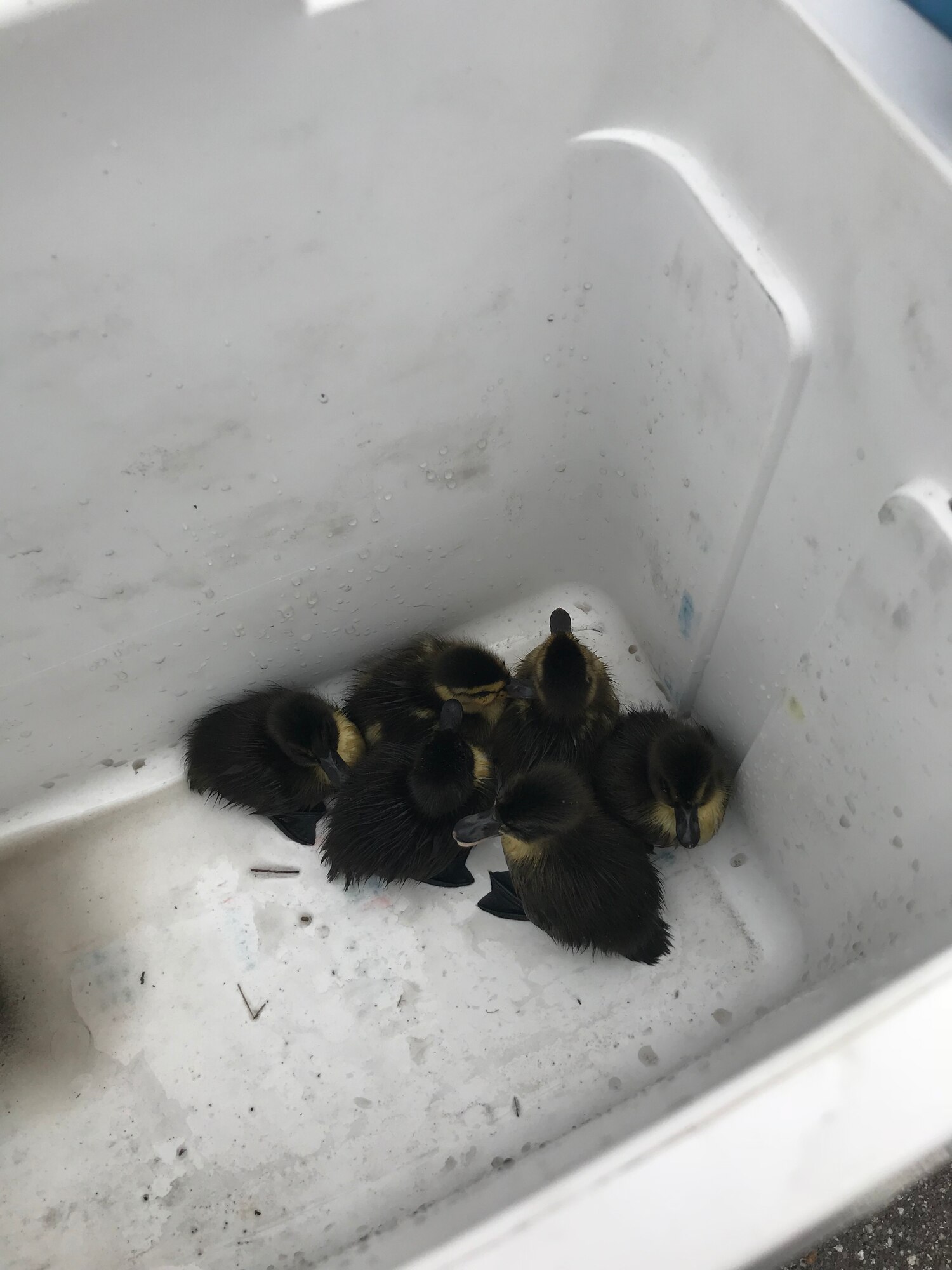 Firefighters were called to a parking lot near building 430 on 6th Street May 2, 2018, at Hill Air Force Base, Utah, to rescue baby ducks stuck in a storm drain. (Courtesy photo)