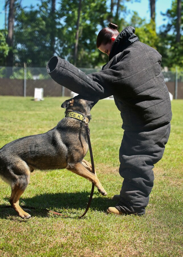Lance Cpl. Sarahann Temple assists in a Military Working Dog demonstration aboard Marine Corps Air Station Beaufort May 1. The demonstration was held for students from Beaufort Middle School to showcase one of the main assets of the air station. Temple is a military policeman with the Provost Marshals Office.