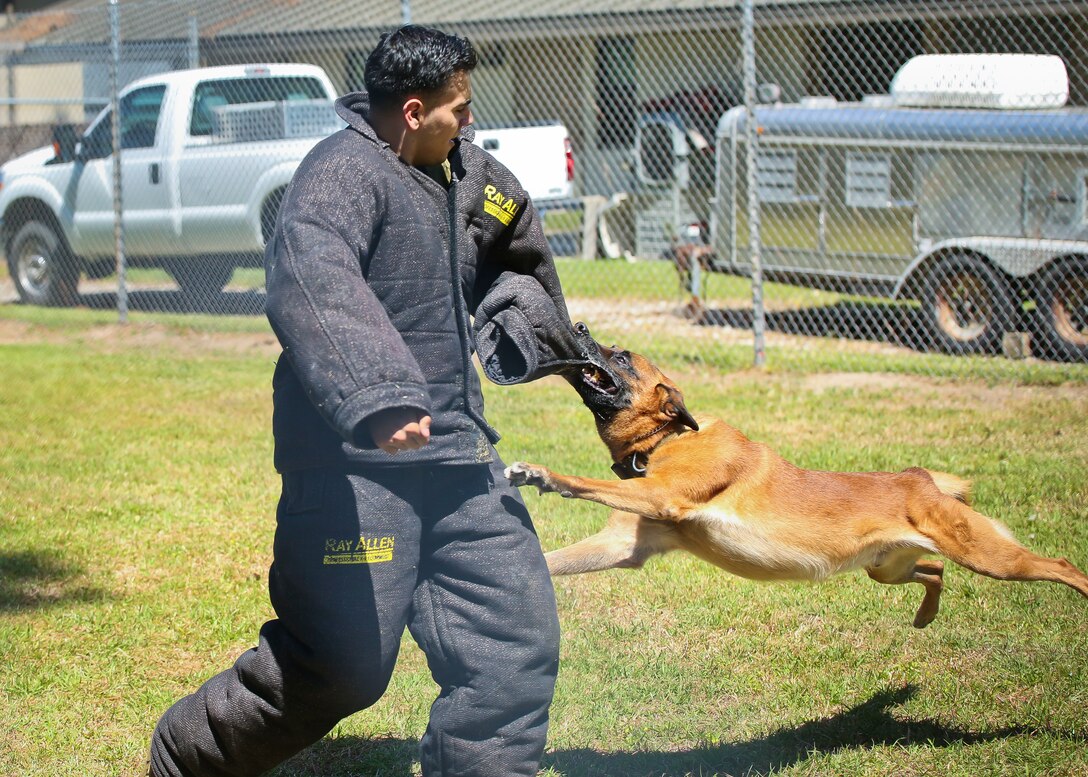 Lance Cpl. Nathanael Pino assists in a Military Working Dog demonstration aboard Marine Corps Air Station Beaufort May 1. The demonstration was held for students from Beaufort Middle School to showcase one of the main assets of the air station. Pino is a military policeman with the Provost Marshals Office.