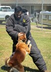 Lance Cpl. Nathanael Pino assists in a Military Working Dog demonstra�tion aboard Marine Corps Air Station Beaufort May 1.