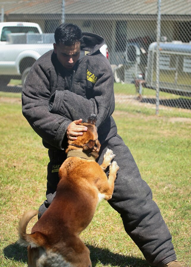 Lance Cpl. Nathanael Pino assists in a Military Working Dog demonstra�tion aboard Marine Corps Air Station Beaufort May 1. The demonstration was held for students from Beaufort Middle School to showcase one of the main assets of the air station. Pino is a military policeman with the Provost Marshals Office.