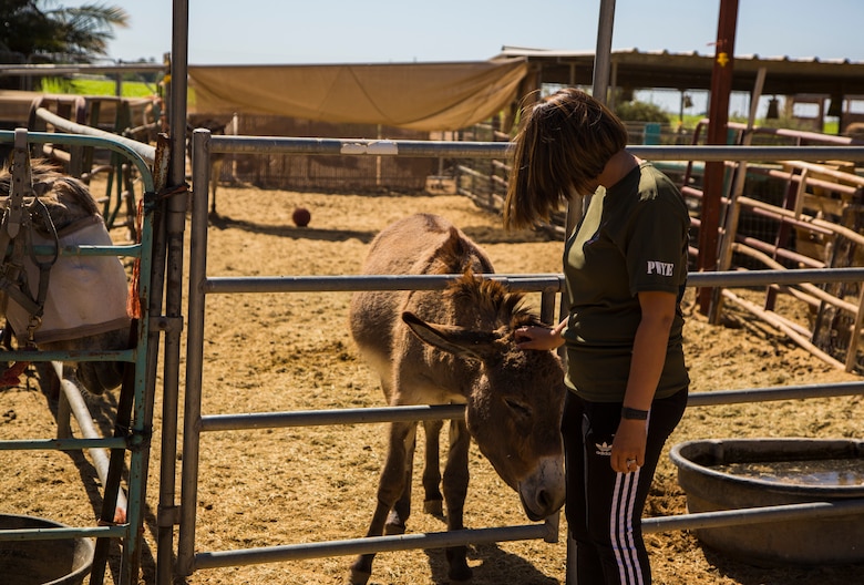 U.S. Marines stationed on Marine Corps Air Station (MCAS) Yuma, Ariz., volunteer with Saddles of Joy, a local organization that provides therapy to special needs children through animals, Friday, April 20, 2018. While at the Saddles of Joy, the volunteers mucked horse stables, sheared sheep, groomed horses, and provided much needed physical help to the organization. Saddles of Joy was one of the volunteer opportunities provided to Marines aboard MCAS Yuma during the "Days of Service" initiative; other opportunities included the Humane Society of Yuma, the Yuma Food Bank, and Old Souls Animal Farm.