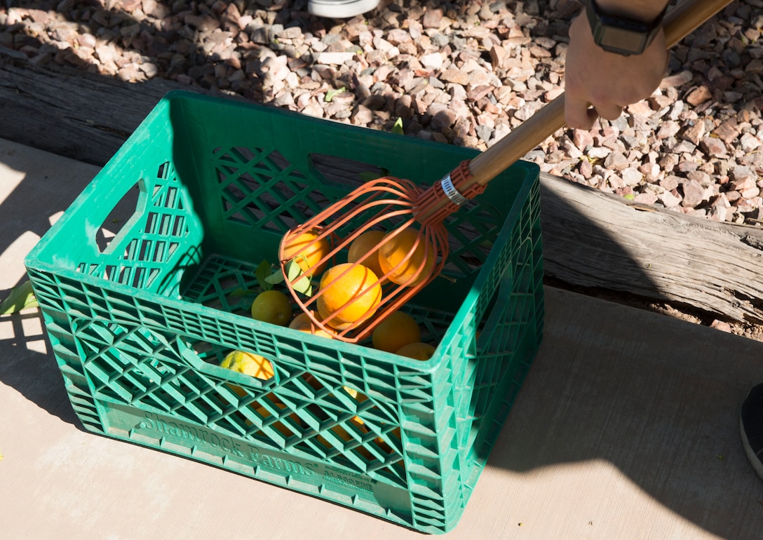 U.S. Marines stationed on Marine Corps Air Station (MCAS) Yuma, Ariz., volunteer with the Yuma Food Bank Wednesday, April 18, 2018. While volunteering for the Yuma Food Bank, the volunteers picked oranges and boxed the fruits for the food bank. Yuma Food Bank was one of the volunteer opportunities provided to Marines aboard MCAS Yuma during the "Days of Service" initiative; other opportunities included the Humane Society of Yuma, Saddles of Joy, and Old Souls Animal Farm.