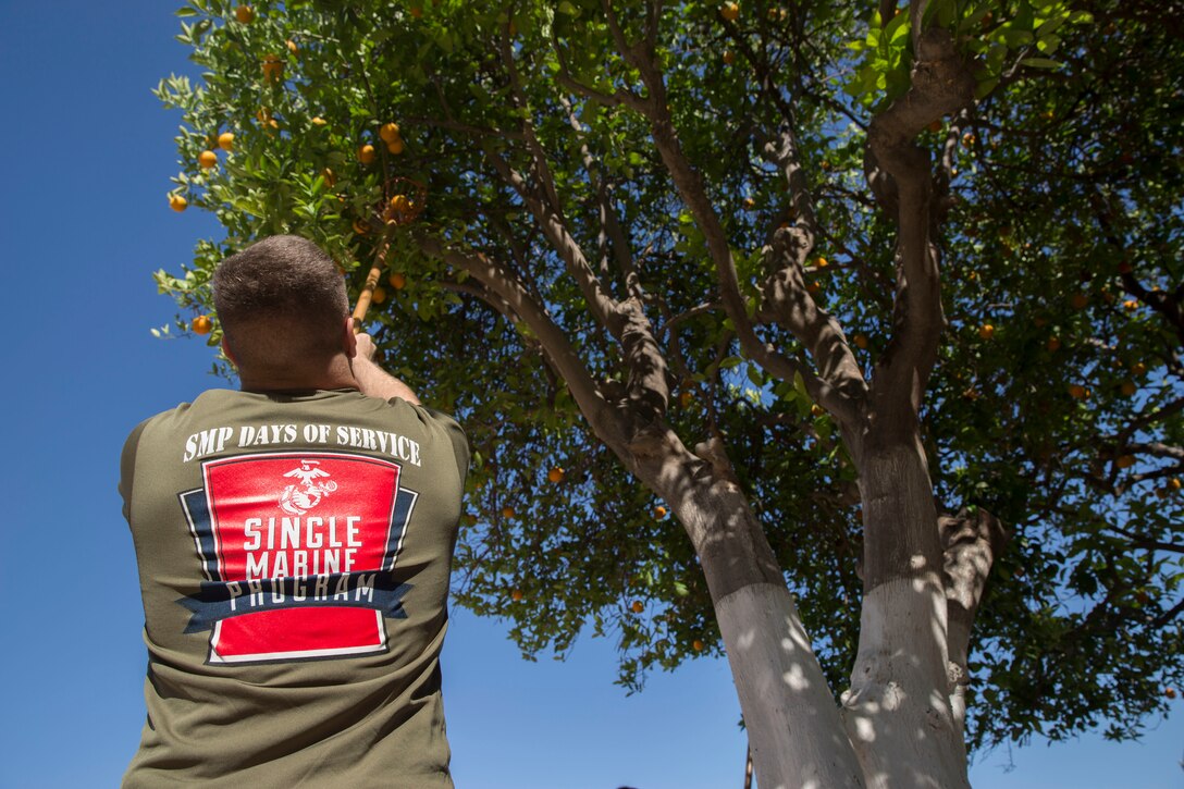 U.S. Marines stationed on Marine Corps Air Station (MCAS) Yuma, Ariz., volunteer with the Yuma Food Bank Wednesday, April 18, 2018. While volunteering for the Yuma Food Bank, the volunteers picked oranges and boxed the fruits for the food bank. Yuma Food Bank was one of the volunteer opportunities provided to Marines aboard MCAS Yuma during the "Days of Service" initiative; other opportunities included the Humane Society of Yuma, Saddles of Joy, and Old Souls Animal Farm.