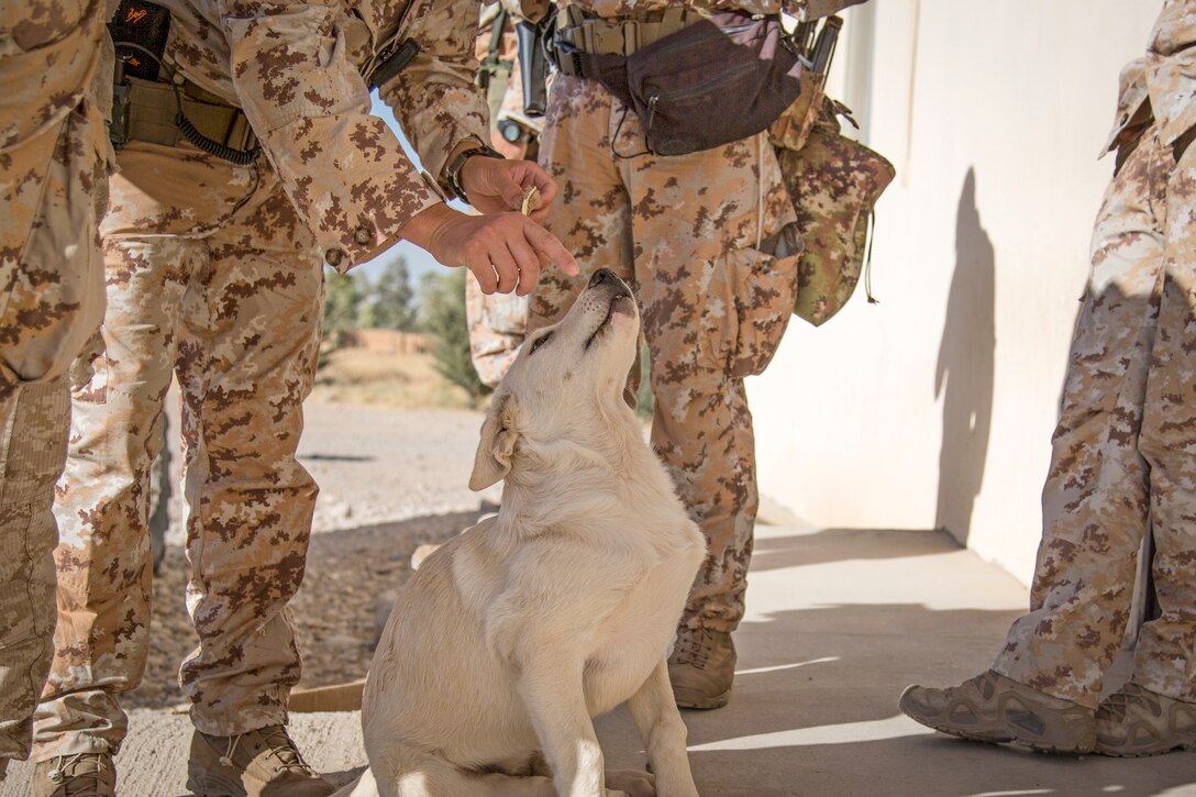 Erby the dog gets some love from coalition soldiers in the Kurdistan Training Coordination Center near Irbil, Iraq.