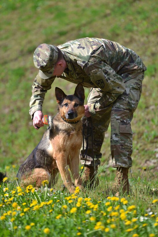 A soldier grooms his military working dog.