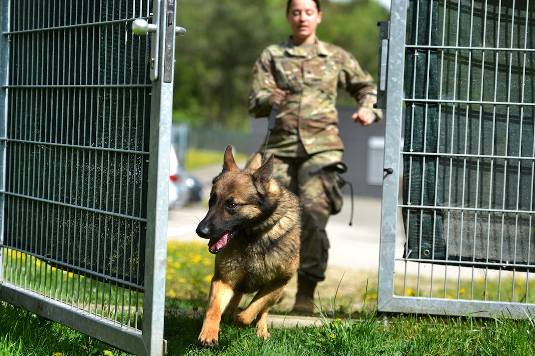 A military working dog and handler run through an open gate.