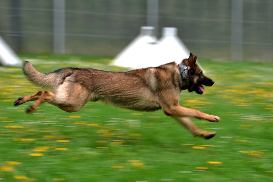 A military working dog chases after a simulated attacker.