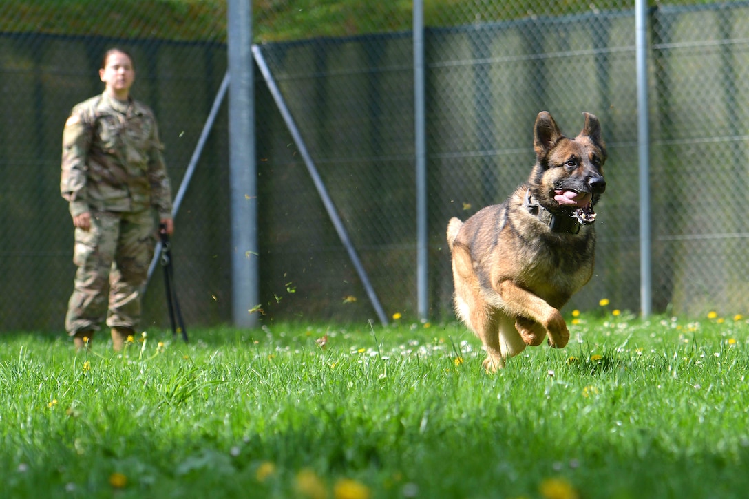 A military working dog chases after a simulated attacker.
