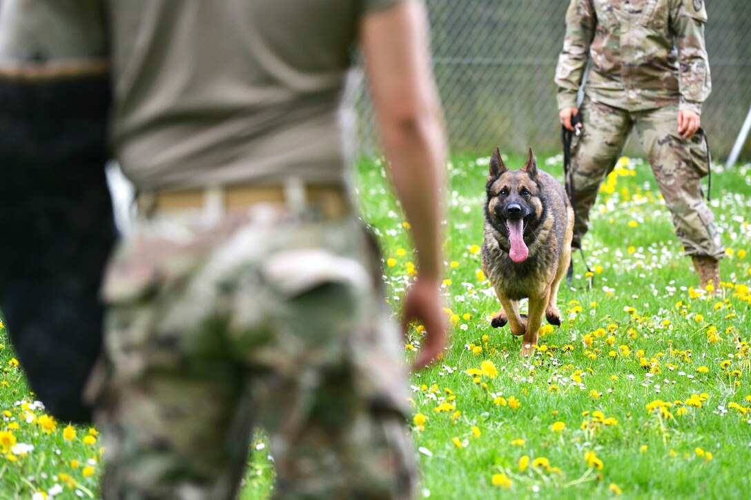 A military working dog approaches a simulated attacker.