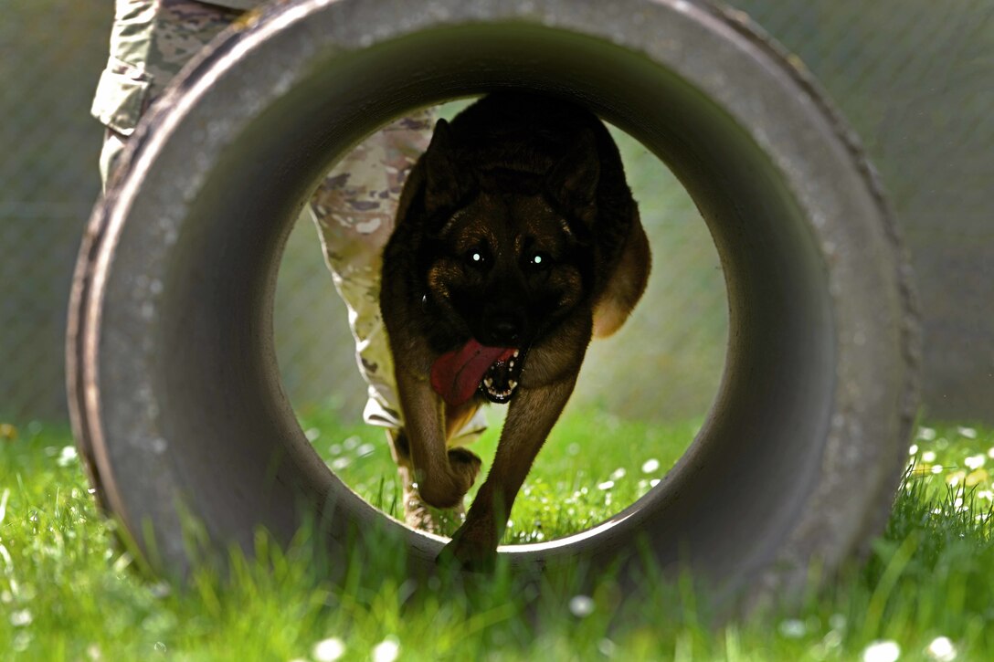 A military working dog runs through an obstacle.