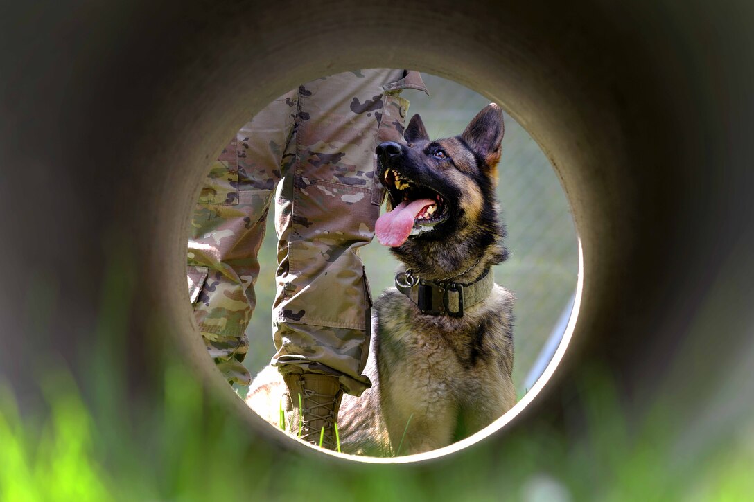 A soldier and her military working dog wait instructions.