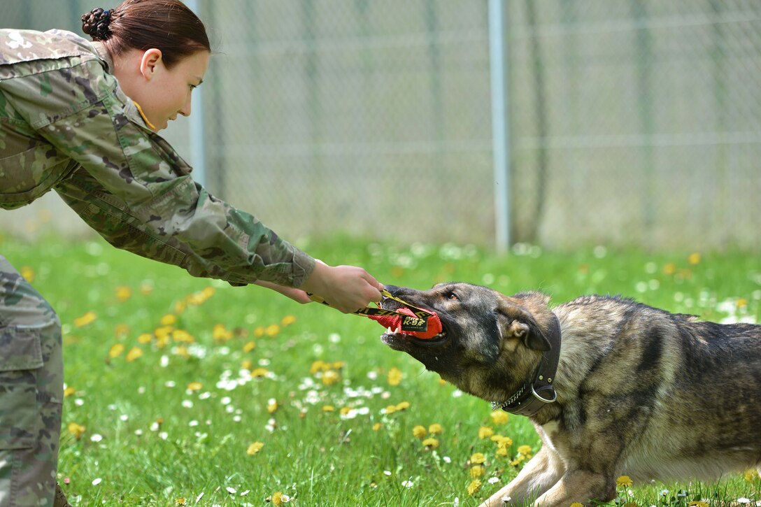 An Army military working dog bites a toy being held by a soldier.