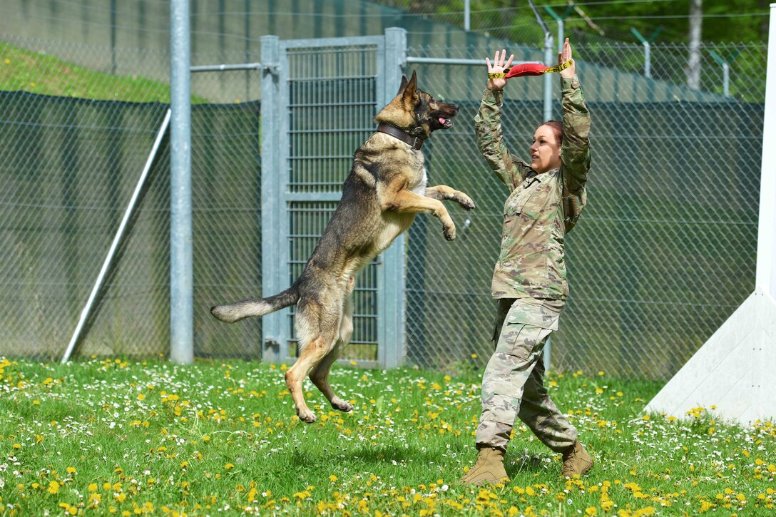 An Army military working dog jumps high.