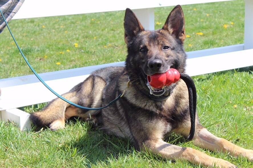 Military working dog Sonny takes a moment to relax and enjoy his favorite Kong toy. All the military working dogs at the 88th Security Forces Squadron are trained in both patrol and detection. They are capable of detecting explosives and narcotics as well as locate a person whether it is to find a suspect or a missing person. (U.S. Air Force photo/Stacey Geiger)