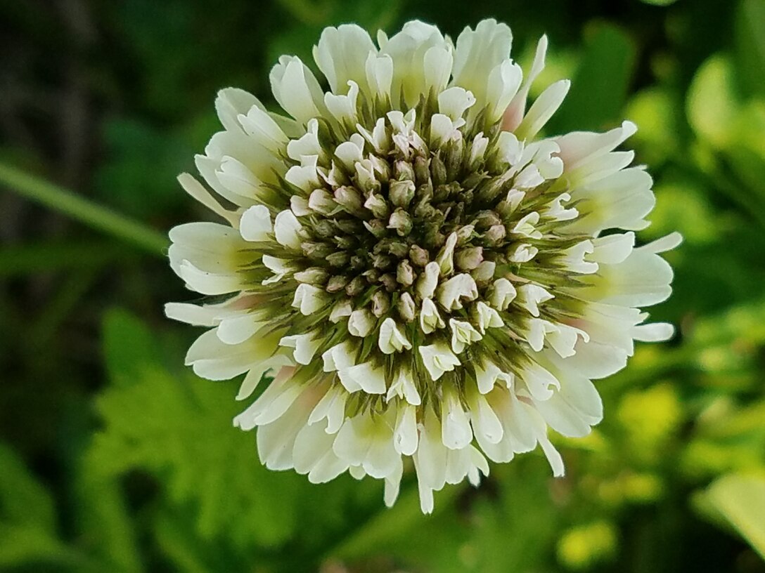 Flower blooming at McAlpine Locks and Dam