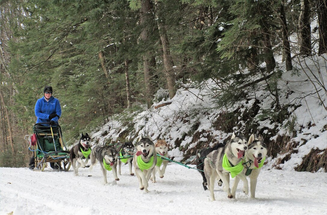 Siberian Husky team running in the Fun Run at Franklin Falls Dam.