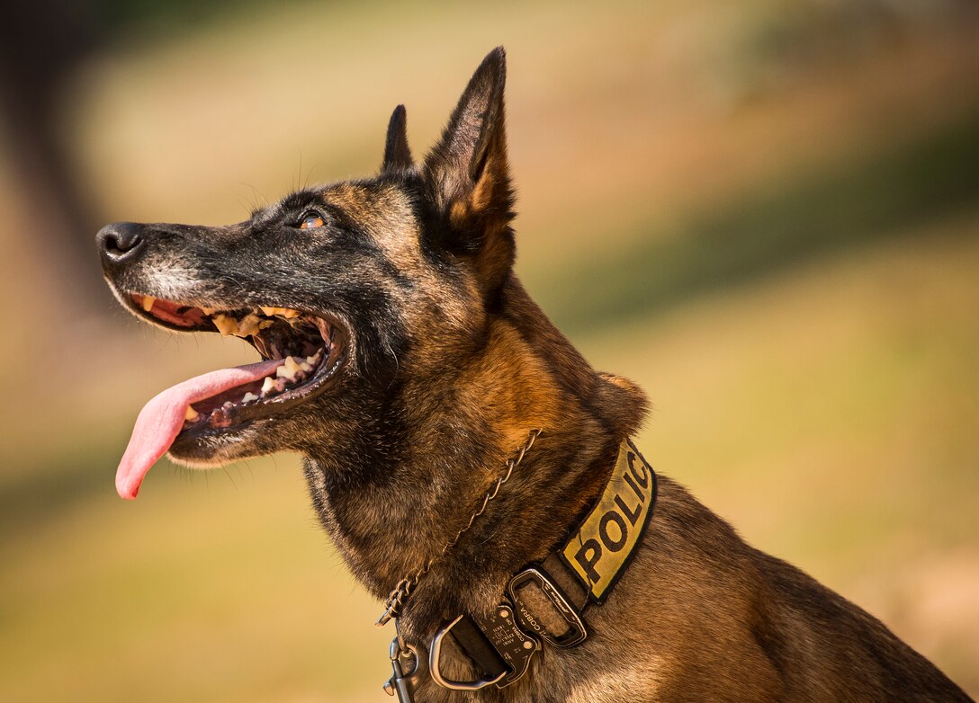 K-9 Demonstration