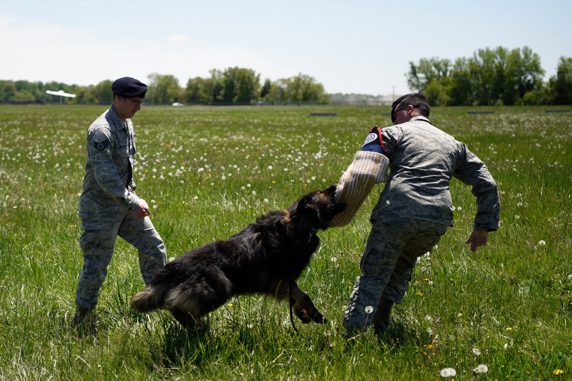 Staff Sgts. David Bischoff and Marc Gaskin, 436th Security Forces Military Working Dog handlers, demonstrate the ability of Terry, one of the squadron’s MWDs, during an honorary commanders’ tour May 9, 2018, at Dover Air Force Base, Del. The military working dogs are used for sniffing out explosives and narcotics. (U.S. Air Force photo by Airman 1st Class Zoe Wockenfuss)