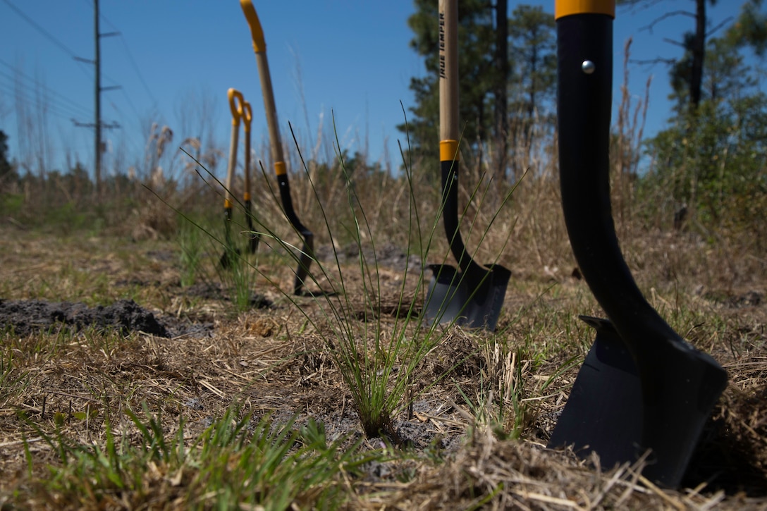 Officials with military and state and federal conservation agencies planted Longleaf Pine Seedlings at the Stones Creek Game Land on Sneads Ferry, North Carolina, April 30. (U.S. Marine Corps photo by Cpl. Breanna L. Weisenberger)