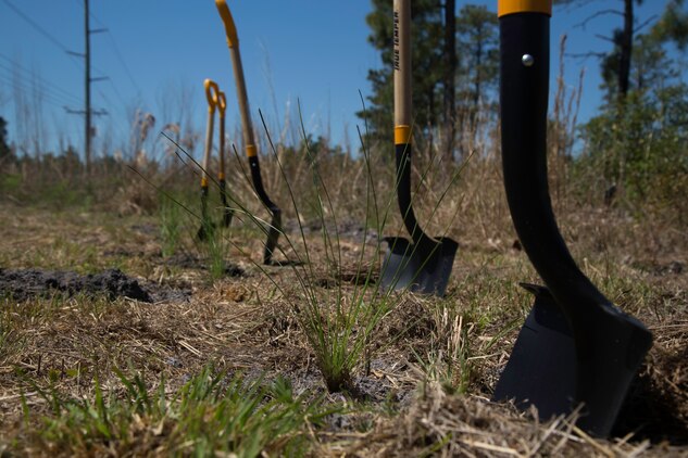 Officials with military and state and federal conservation agencies planted Longleaf Pine Seedlings at the Stones Creek Game Land on Sneads Ferry, North Carolina, April 30. (U.S. Marine Corps photo by Cpl. Breanna L. Weisenberger)