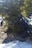 A vehicle is pictured against a tree after rolling over three times and stopping on the tree April 22, 2018, near Lincoln, Mont.