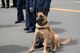 BBravo, a military working dog assigned to the 60th Security Forces Squadron, waits for the start of the 29th Annual Peace Officer’s Memorial Ceremony in Fairfield, Calif., May 16, 2018. Nearly a dozen security forces members participated in the ceremony to honor fallen peace officers. (U.S. Air Force photo by Tech. Sgt. James Hodgman)