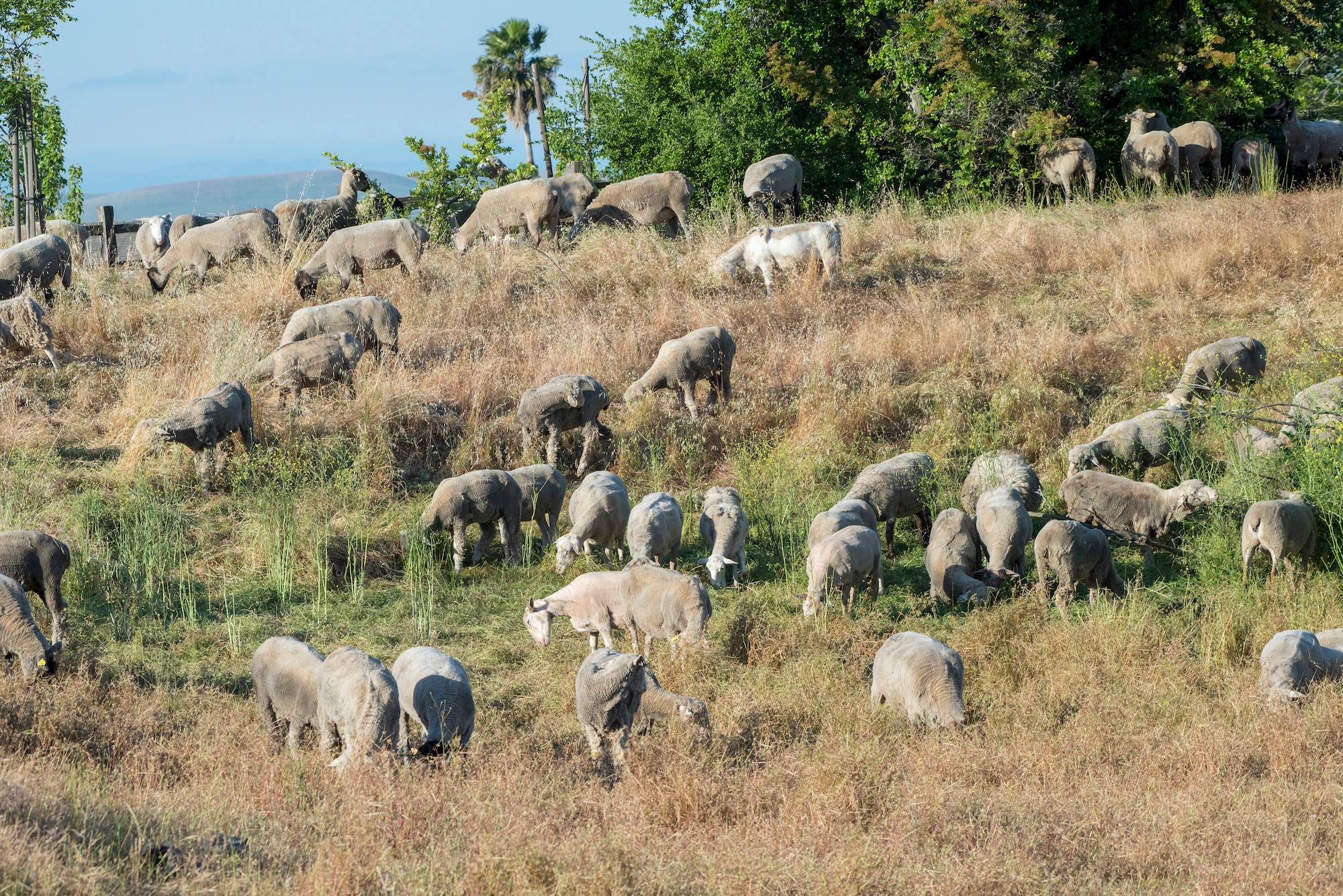 A mixed flock of approximately 300 hundred sheep and goats recently undertook the job of clearing over grown weeds and grass on Travis Air Force Base, May 17, 2018. The animals can easily clear land on steep hillsides and rough rocky terrain, and eliminates the need to dispose of the debris and the use of noisy machinery, while saving time and money. (U.S. Air Force Photo by Heide Couch)