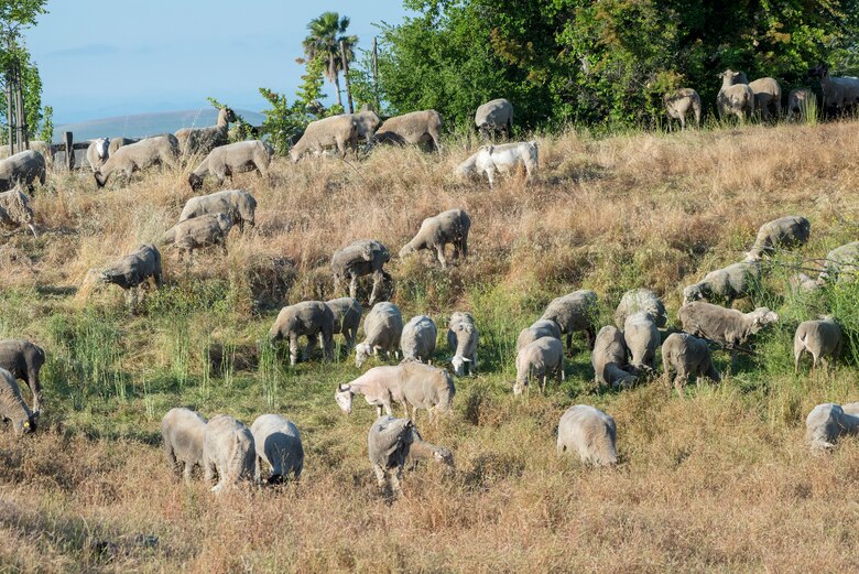 Travis Using Farm Animals To Control Invasive Plants