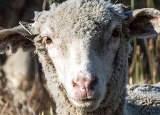 A mixed flock of approximately 300 hundred sheep and goats recently undertook the job of clearing over grown weeds and grass on Travis Air Force Base, May 17, 2018. The animals can easily clear land on steep hillsides and rough rocky terrain, and eliminates the need to dispose of the debris and the use of noisy machinery, while saving time and money. (U.S. Air Force Photo by Heide Couch)