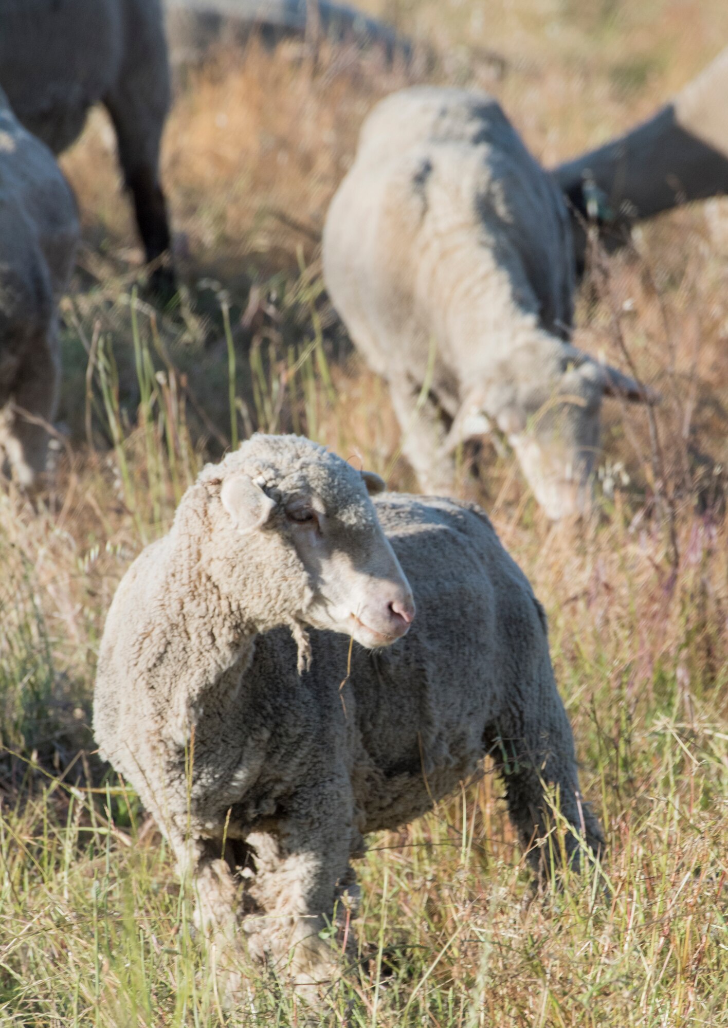 A mixed flock of approximately 300 hundred sheep and goats recently undertook the job of clearing over grown weeds and grass on Travis Air Force Base, May 17, 2018. The animals can easily clear land on steep hillsides and rough rocky terrain, and eliminates the need to dispose of the debris and the use of noisy machinery, while saving time and money. (U.S. Air Force Photo by Heide Couch)