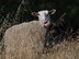 A mixed flock of approximately 300 hundred sheep and goats recently undertook the job of clearing over grown weeds and grass on Travis Air Force Base, May 17, 2018. The animals can easily clear land on steep hillsides and rough rocky terrain, and eliminates the need to dispose of the debris and the use of noisy machinery, while saving time and money. (U.S. Air Force Photo by Heide Couch)