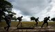 A 96th Security Forces Squadron (SFS) team runs with a simulated victim during the new Warrior Challenge event at Eglin Air Force Base, Fla., May 16, 2018. The Warrior Challenge is a physical activity event created by 96th SFS to highlight security training efforts during Police Week. Teams began a ruck march that led to physical activities like self-aid and buddy care, disassembling and reassembling a weapon and more. (U.S. Air Force photo by Samuel King Jr.)