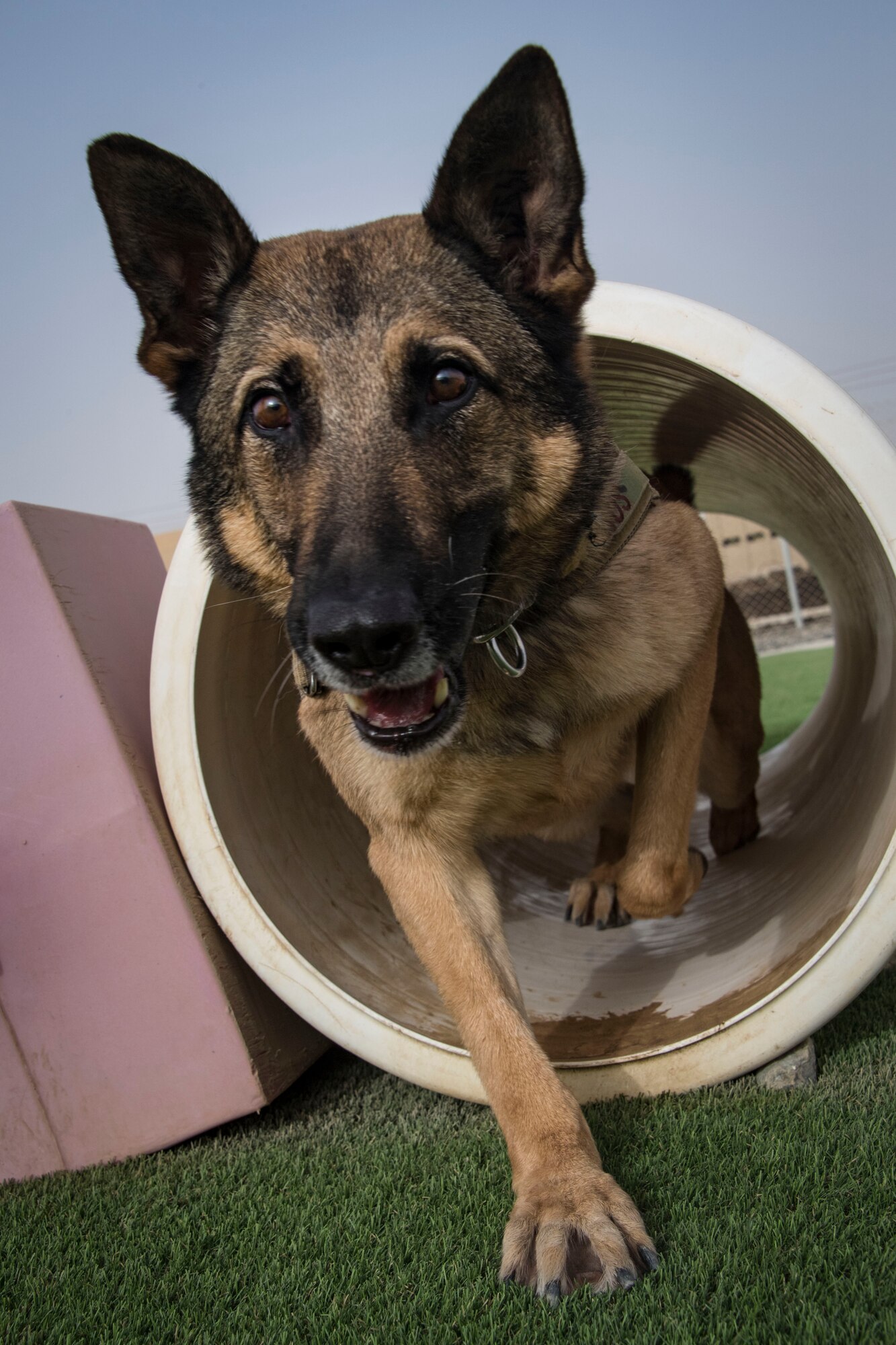 U.S. Air Force military working dog Eros navigates an obstacle course during a warm-up exercise at the 380th Air Expeditionary Squadron K-9 facility before going on patrol, Al Dhafra Air Base, United Arab Emirates, May 14, 2018. (U.S. Air National Guard photo by Tech. Sgt. Nieko Carzis)