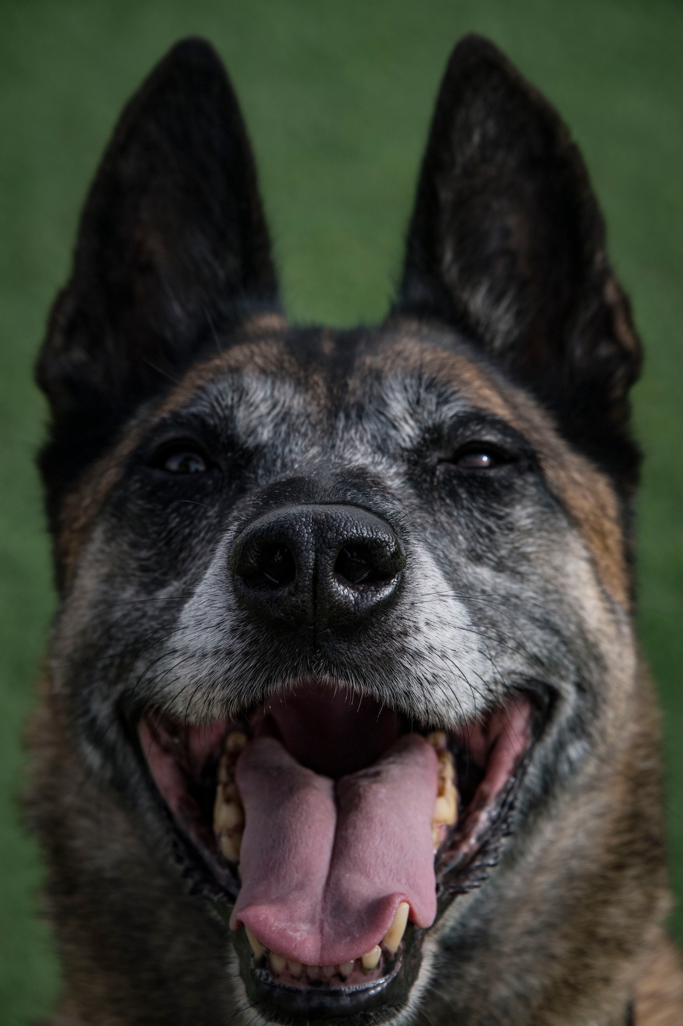 U.S. Air Force military working dog Max listens for instruction inside an obstacle course during a warm-up exercise at the 380th Air Expeditionary Squadron K-9 facility, Al Dhafra Air Base, United Arab Emirates, May 14, 2018. (U.S. Air National Guard photo by Tech. Sgt. Nieko Carzis)