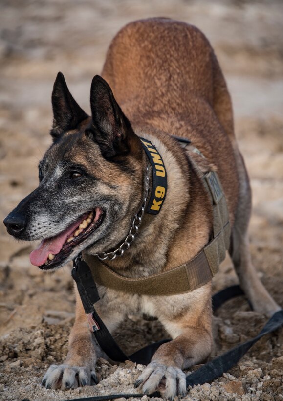 U.S. Air Force military working dog Max participates in a K-9 training exercise, Al Dhafra Air Base, United Arab Emirates, May 14, 2018. (U.S. Air National Guard photo by Tech. Sgt. Nieko Carzis)