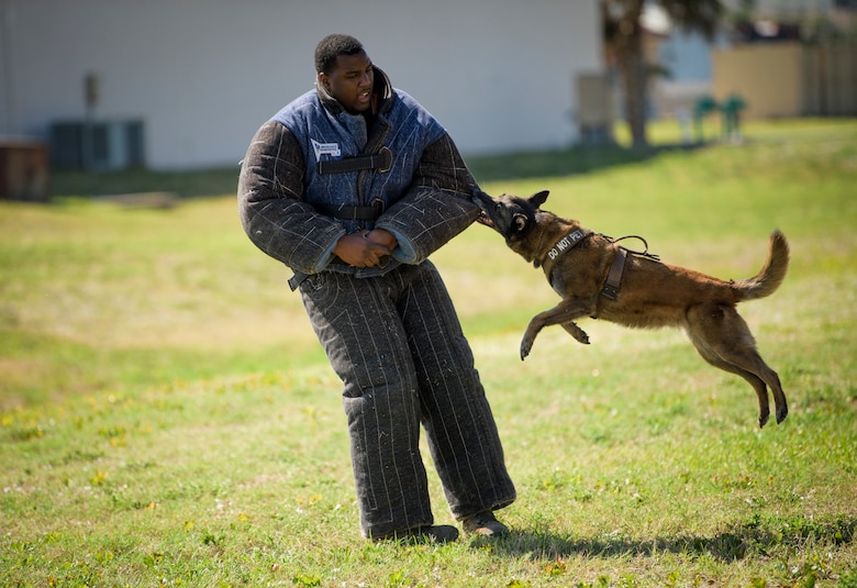 Senior Airman Antoine Carr and military working dog Beta put on a demonstration for a JROTC class from a local high school April 27th, 2018 at the kennel on Patrick Air Force Base, Fla. Until Carr becomes an official K-9 handler and his dog returns from deployment, he's tasked with demonstrations, cleaning the kennels, feeding the MWD's and taking them out for exercise. (U.S. Air Force photo by Airman 1st Class Zoe Thacker)