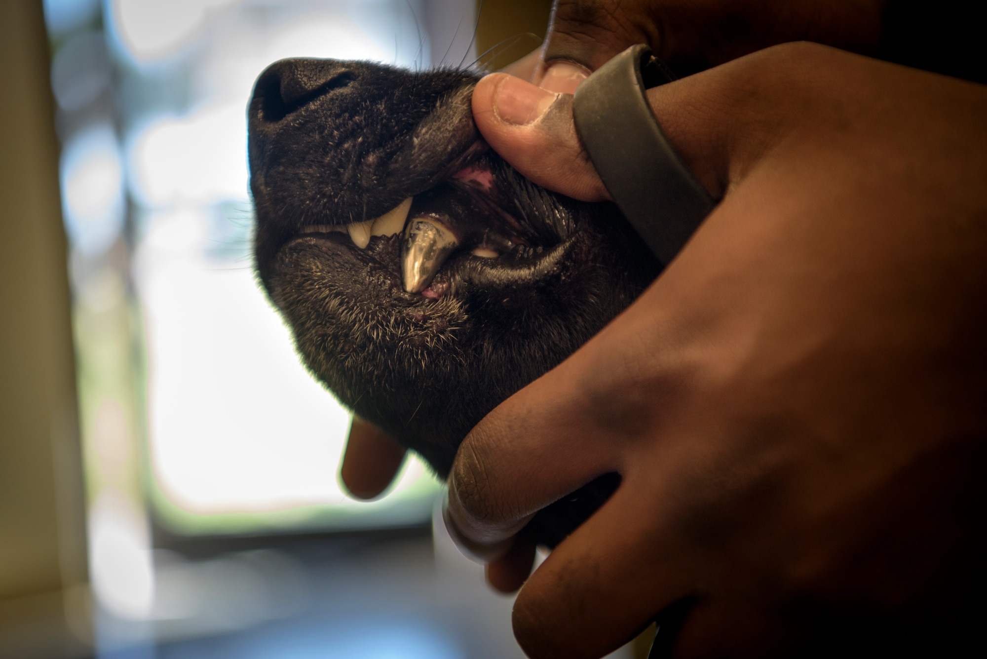 Senior Airman Antoine Carr holds military working dog Pieter's mouth open so the veterinarian can get a look at his teeth April 27, 2018 at Patrick Air Force Base's Veterinary Treatment center on Patrick Air Force Base, Fla. Carr takes care of various different MWD's until his own dog returns from a deployment. (U.S. Air Force photo by Airman 1st Class Zoe Thacker)