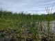 Photo at Braddock Bay in Greece, New York, site of a USACE, Buffalo District Ecosystem Restoration project.