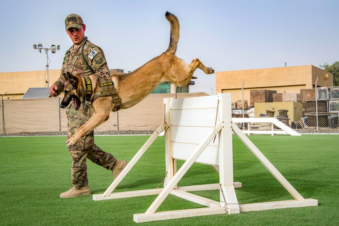 An airman watches as a dog leaps over a white wooden hurdle on a grass field.