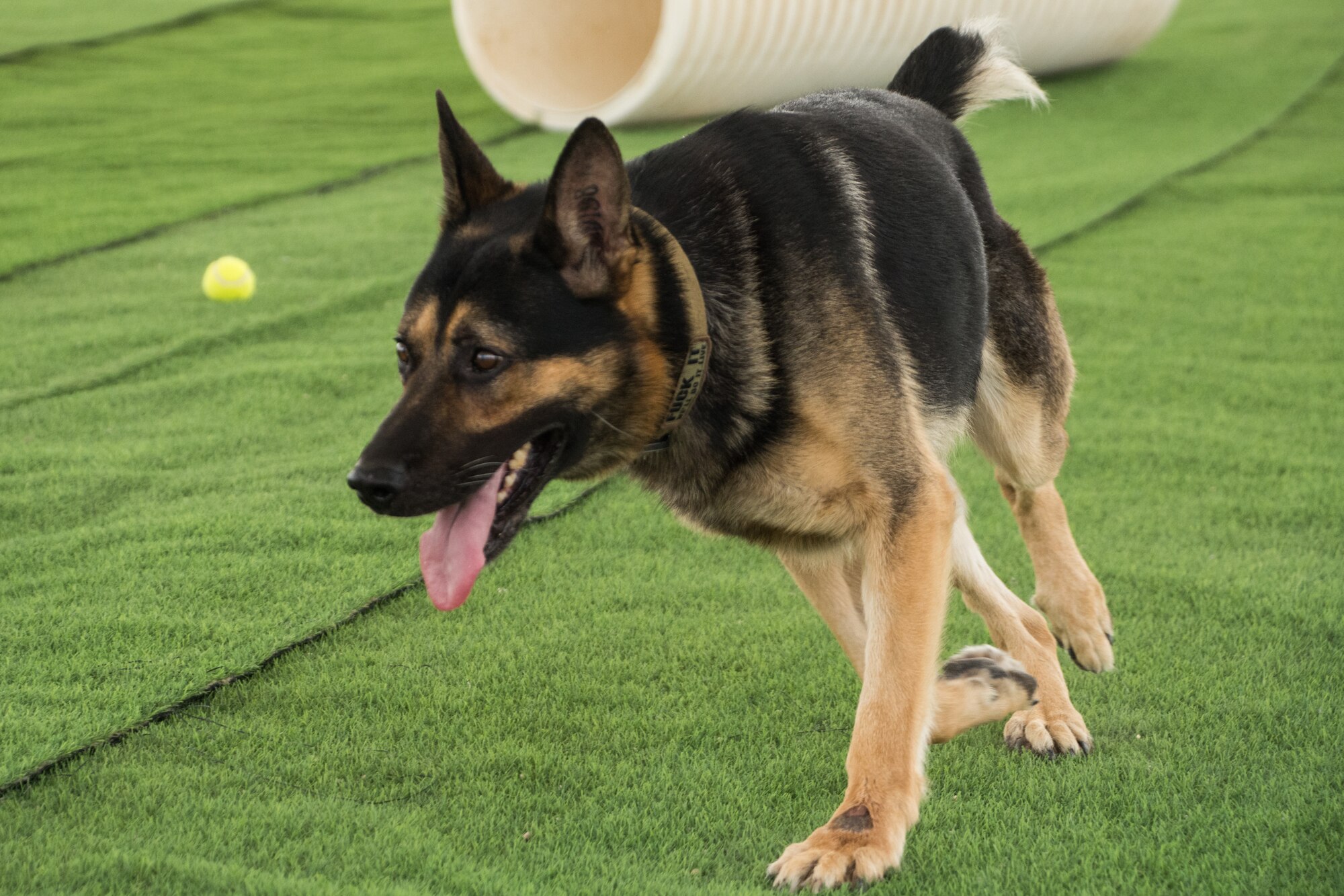 Members of the 379th Expeditionary Security Forces Squadron participate in a K-9 competition during National Police Week at Al Udeid Air Base, Qatar, May 14, 2018. Throughout the week, security forces members held numerous events in honor of defenders who died in the line of duty. (U.S. Air Force photo by Tech. Sgt. Ted Nichols)