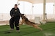 Members of the 379th Expeditionary Security Forces Squadron participate in a K-9 competition during National Police Week at Al Udeid Air Base, Qatar, May 14, 2018. Throughout the week, security forces members held numerous events in honor of defenders who died in the line of duty. (U.S. Air Force photo by Tech. Sgt. Ted Nichols)