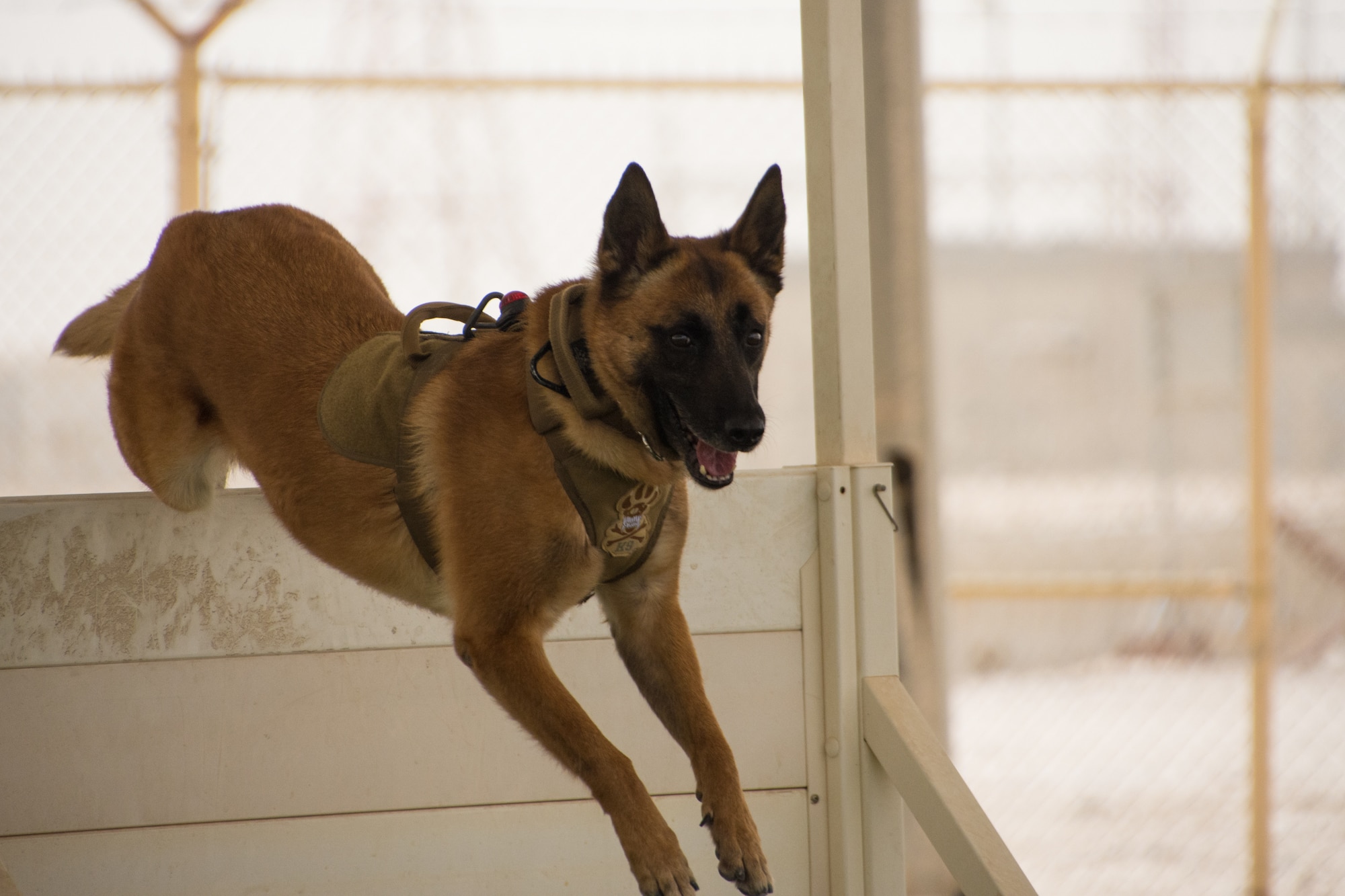 Members of the 379th Expeditionary Security Forces Squadron participate in a K-9 competition during National Police Week at Al Udeid Air Base, Qatar, May 14, 2018. Throughout the week, security forces members held numerous events in honor of defenders who died in the line of duty. (U.S. Air Force photo by Tech. Sgt. Ted Nichols)