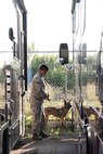 Senior Airman Jose Sanchez, 902nd Security Forces Squadron military working dog handler, and his dog Tarzan, demonstrate bomb detection May 17 at Joint Base San Antonio-Randolph, Texas. The RV storage parking lot was used to hide mock bombs for the dogs to seek out in a demonstration for Police Week festivities. (U.S. Air Force photo by Airman Shelby Pruitt)